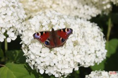 img_9883.jpg