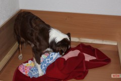 201306172bpuppies2b001.jpg