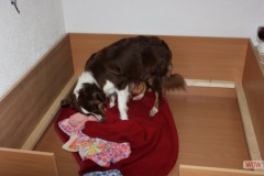 201306172bpuppies2b004.jpg