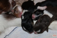 201306172bpuppies2b004.jpg_0