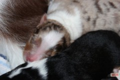 201306172bpuppies2b005.jpg
