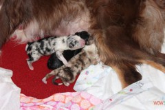 201306172bpuppies2b006.jpg