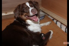 201306172bpuppies2b012.jpg