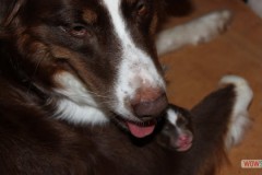 201306172bpuppies2b014.jpg