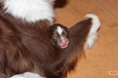 201306172bpuppies2b016.jpg