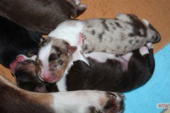 201306172bpuppies2b019.jpg