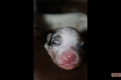 201306172bpuppies2b030.jpg