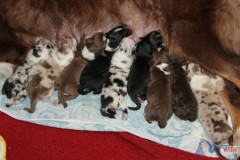 201306172bpuppies2b031.jpg