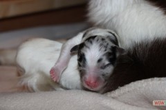 201306172bpuppies2b037.jpg