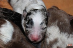 201306172bpuppies2b038.jpg