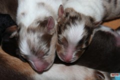 201306172bpuppies2b039.jpg