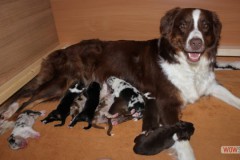 201306172bpuppies2b045.jpg