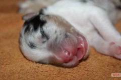 201306172bpuppies2b049.jpg