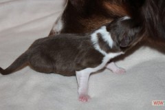 201306172bpuppies2b052.jpg
