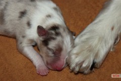 201306172bpuppies2b057.jpg