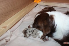 201306172bpuppies2b070.jpg