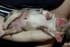 201306172bpuppies2b070.jpg_0