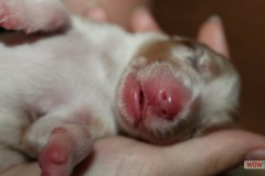201306172bpuppies2b083.jpg