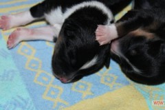 201306172bpuppies2b086.jpg_0