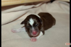 201306172bpuppies2b088.jpg