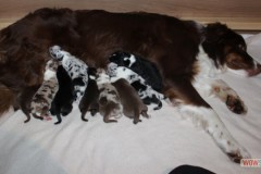 201306172bpuppies2b112.jpg