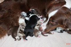 201306172bpuppies2b118.jpg