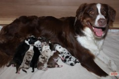201306172bpuppies2b123.jpg