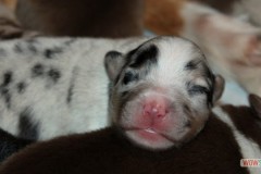 201306222bpuppies2b007.jpg