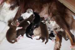 201306222bpuppies2b024.jpg