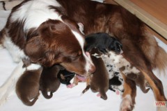 201306222bpuppies2b030.jpg