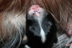 201306222bpuppies2b041.jpg