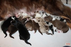 201306222bpuppies2b049.jpg