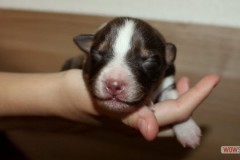 201306222bpuppies2b051.jpg