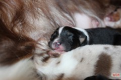 201306222bpuppies2b056.jpg