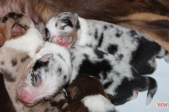 201306222bpuppies2b059.jpg