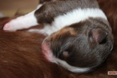 201306222bpuppies2b061.jpg