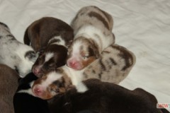 201306222bpuppies2b062.jpg