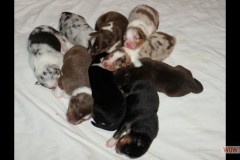 201306222bpuppies2b063.jpg