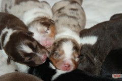 201306222bpuppies2b068.jpg