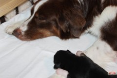 201306222bpuppies2b076.jpg