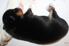 201306222bpuppies2b079.jpg