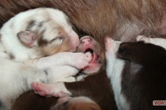 201306222bpuppies2b082.jpg