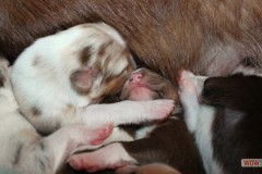 201306222bpuppies2b083.jpg