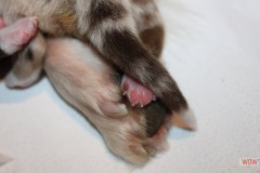 201306222bpuppies2b084.jpg