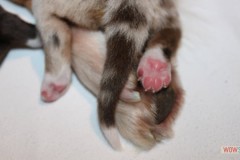 201306222bpuppies2b085.jpg