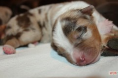 201306222bpuppies2b097.jpg