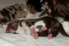 201306222bpuppies2b125.jpg