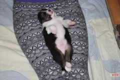 0220161012profilbilder4welpen_002