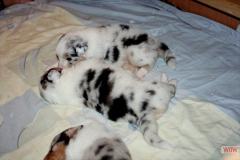 0420161012profilbilder4welpen_004