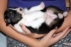 0620161012profilbilder4welpen_006